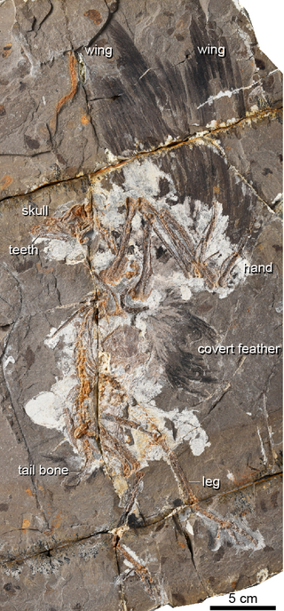 Fossil of Jinguofortis perplexus